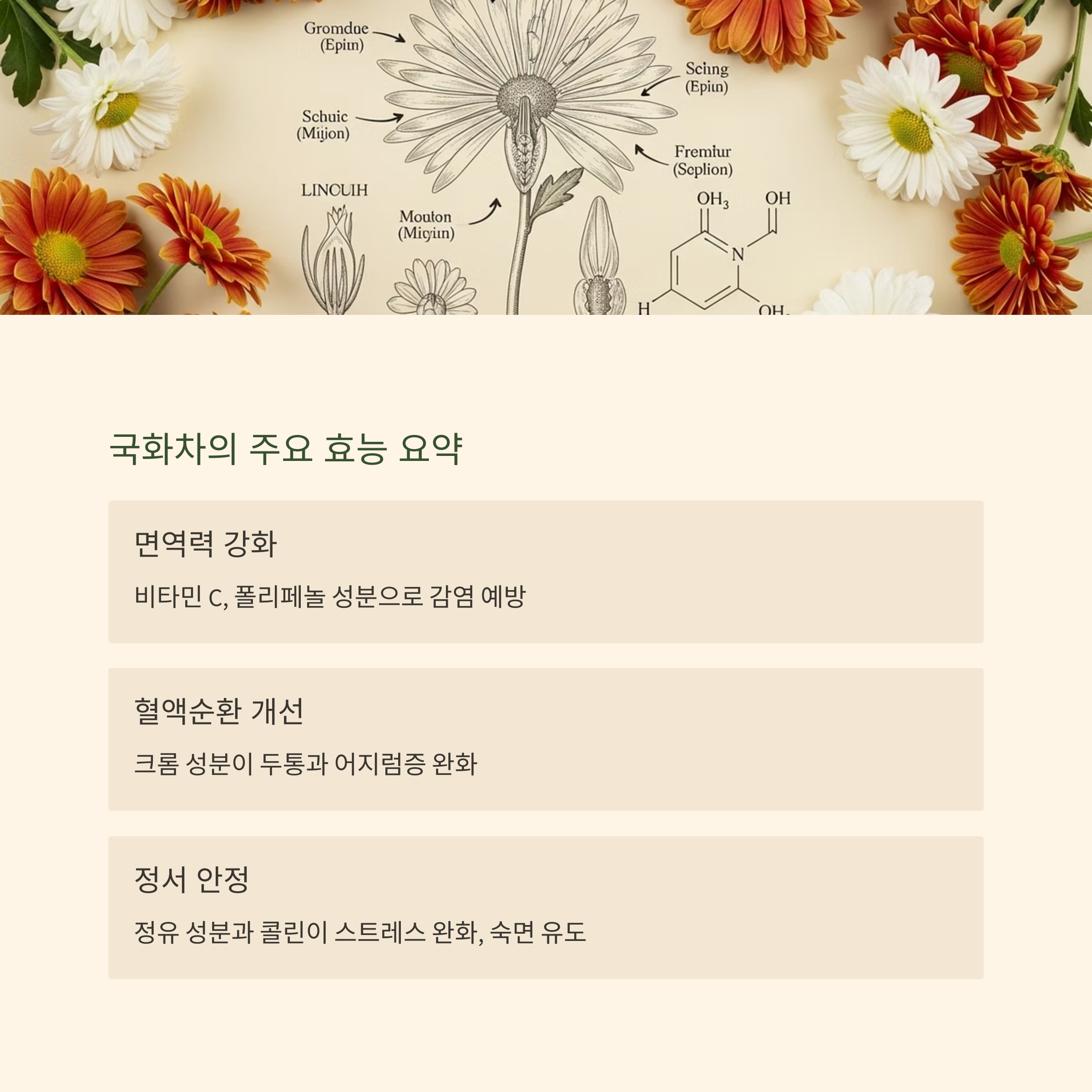 국화차의 주요 효능 요약