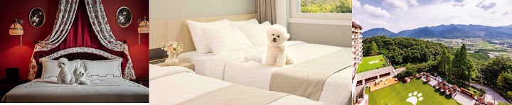 애견 동반 호텔 객실과 전경