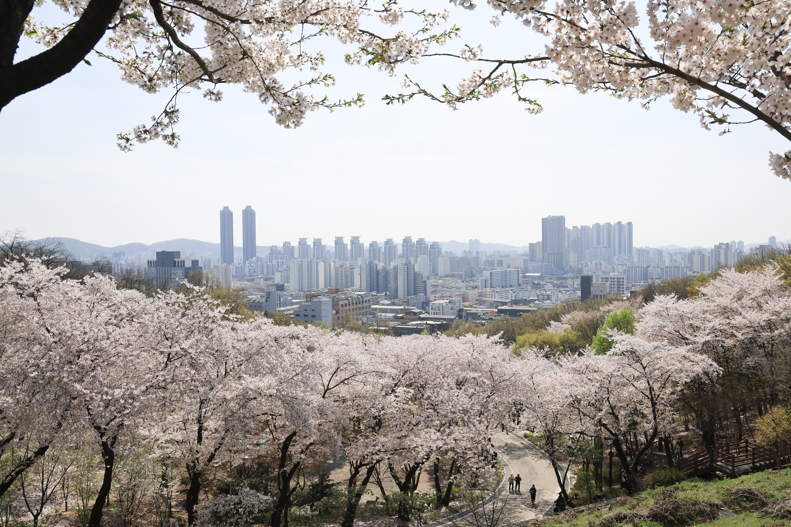 도당산 벚꽃