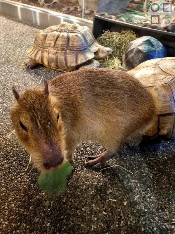 카피바라-먹이-물고-있는-모습-생각보다-큼