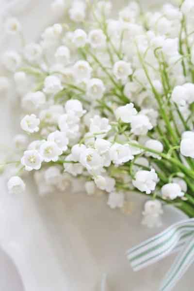 예쁜 안개꽃 꽃다발