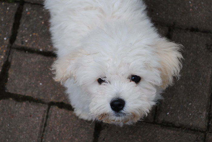 비숑 프리제-강아지