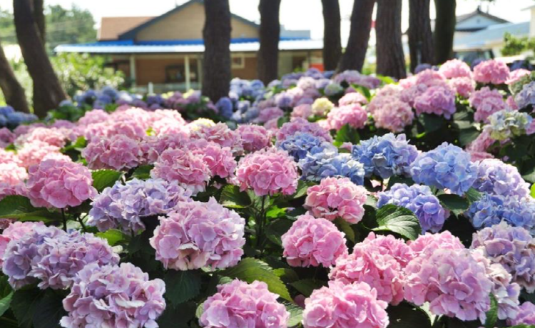 서산 모월힐링숲