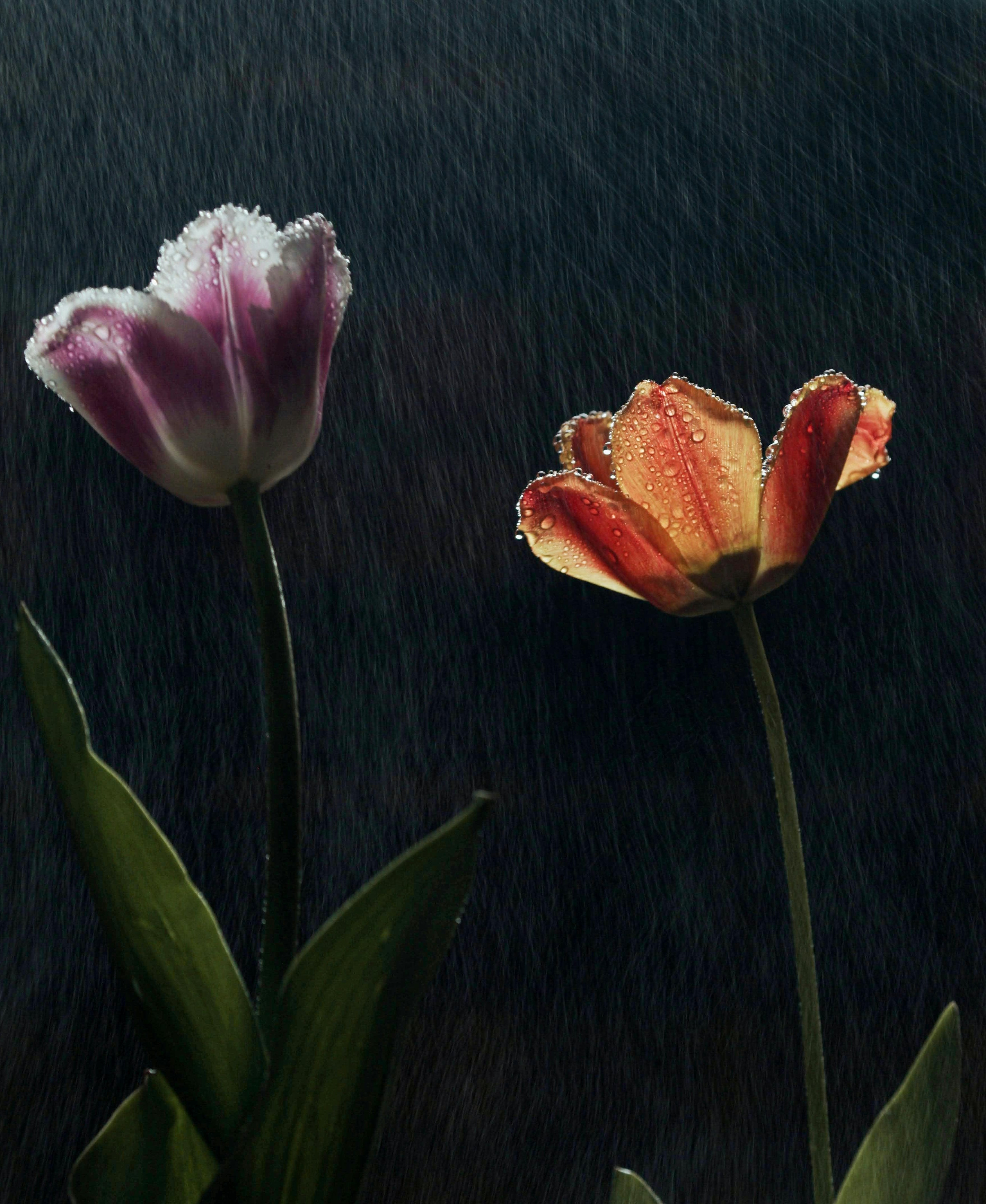 장마철 불청객,곰팡이와 해충 예방법 한눈에 보기