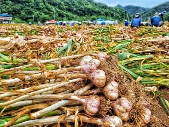 쪽마늘 재배 파종 깊이 흑비닐 피복 월동 준비_8