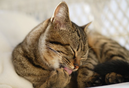 앞다리의 발바닥을 핥고 있는 고양이.