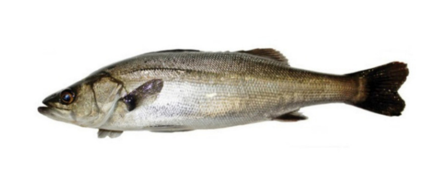 바다에서 채취를 한 농어를 깨끗하게 세척을 한 후에 하얀 바닥 위에 가지런히 둔 후에 찍은 사진