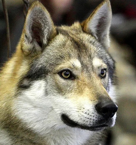 울프독 분양가 국내 규제 절차 알아보기 | 울프독 종류 및 늑대와의 차이점 알아보자