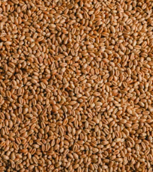 카무트 효소 효능 및 먹는법 총정리