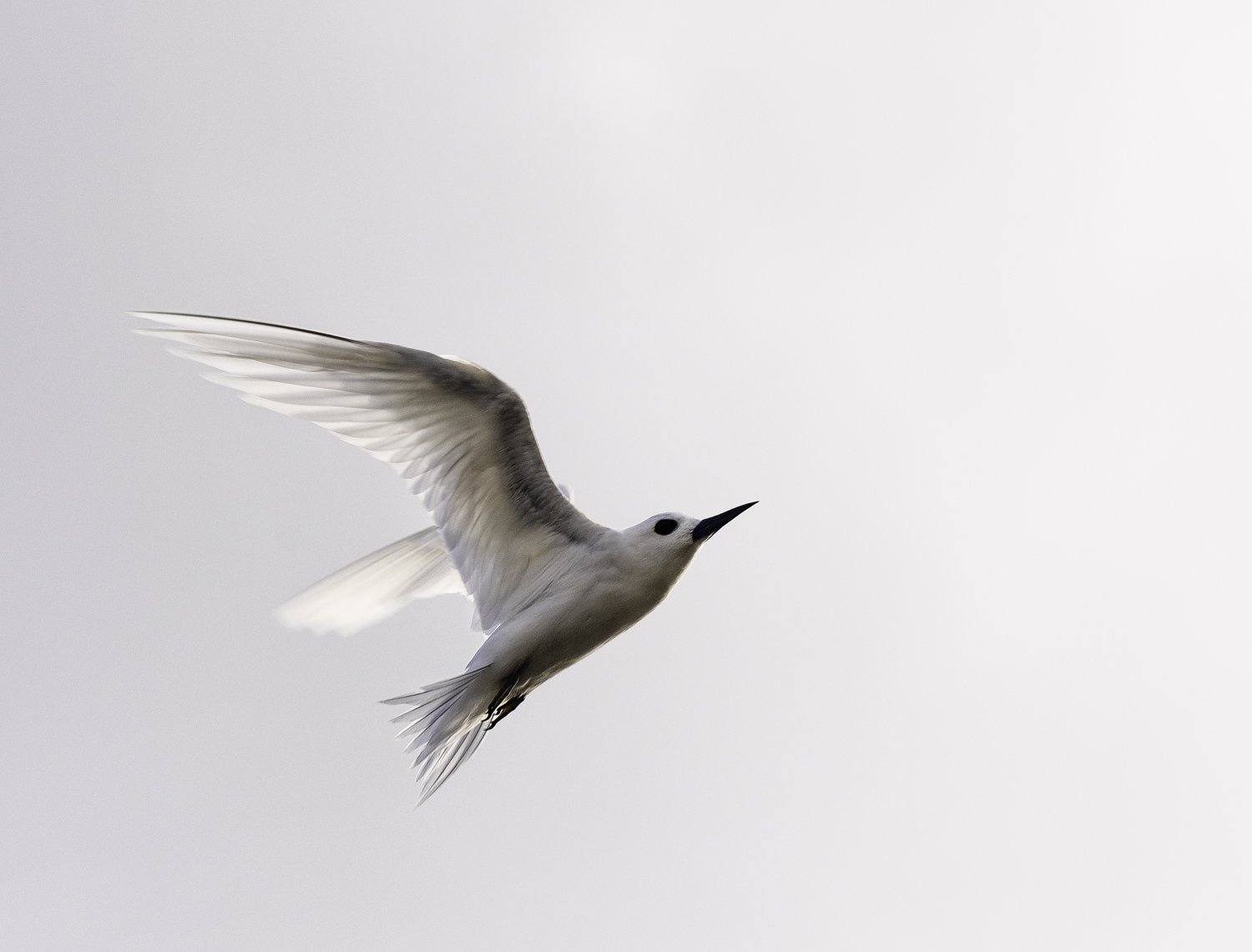 괌 흰제비갈매기