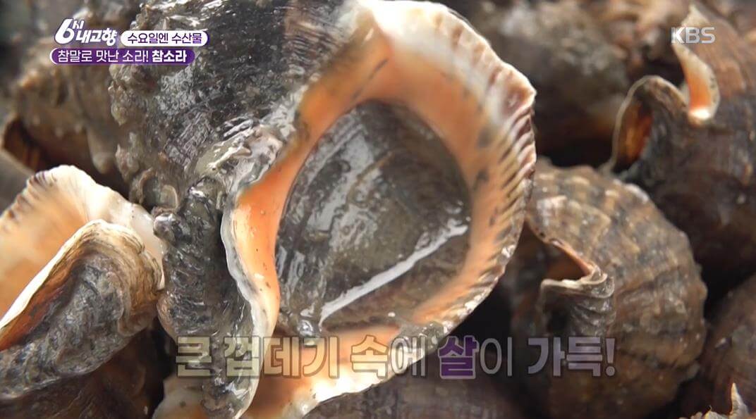 6시내고향 보령 참소라