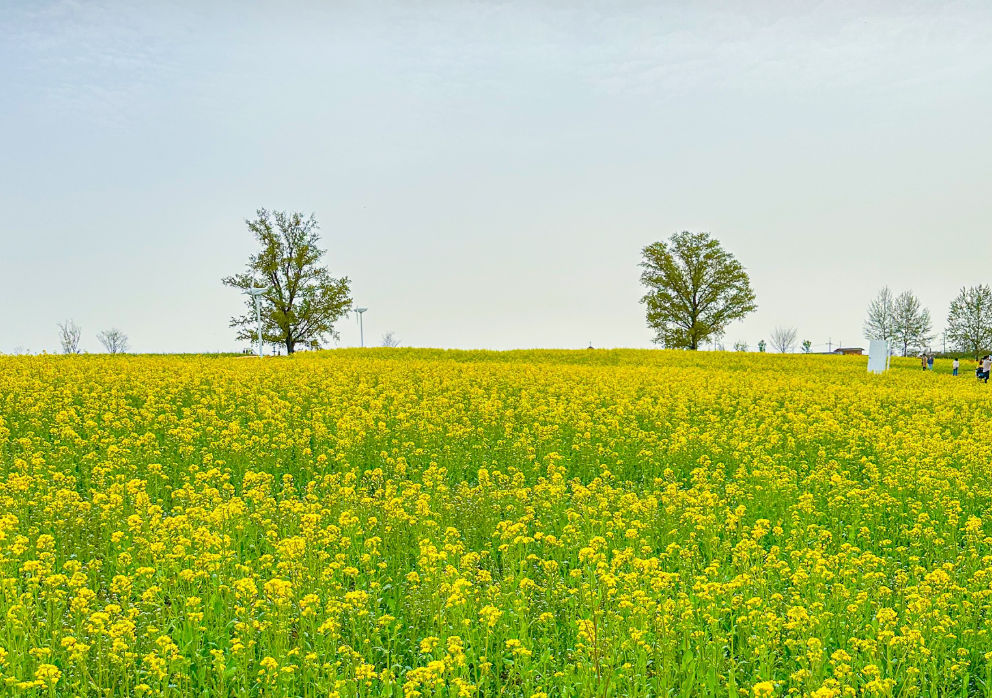 안성 농협경제지주 안성팜랜드 유채꽃