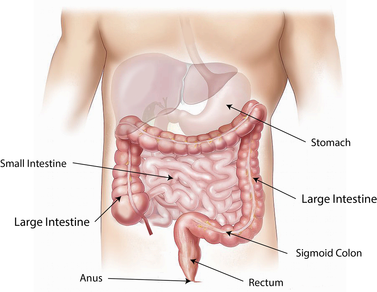 성인의 소화기 질환(Disorders of the Gastrointestinal system)