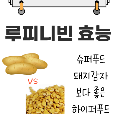 루피니빈 효능 슈퍼푸드 돼지감자보다 좋은 하이퍼푸드