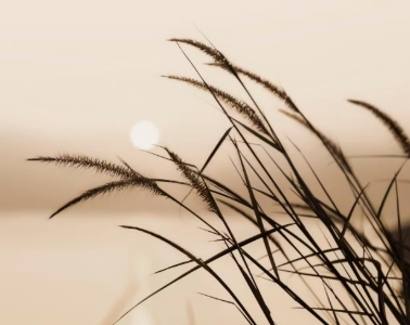 가을에 피는 꽃 종류 갈대