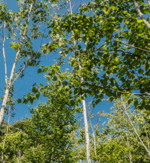 화담숲 예약하기