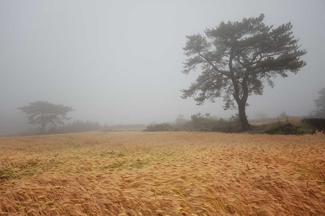 제주도 안개낀 황금들판 저작권없는 고화잘 무료이미지