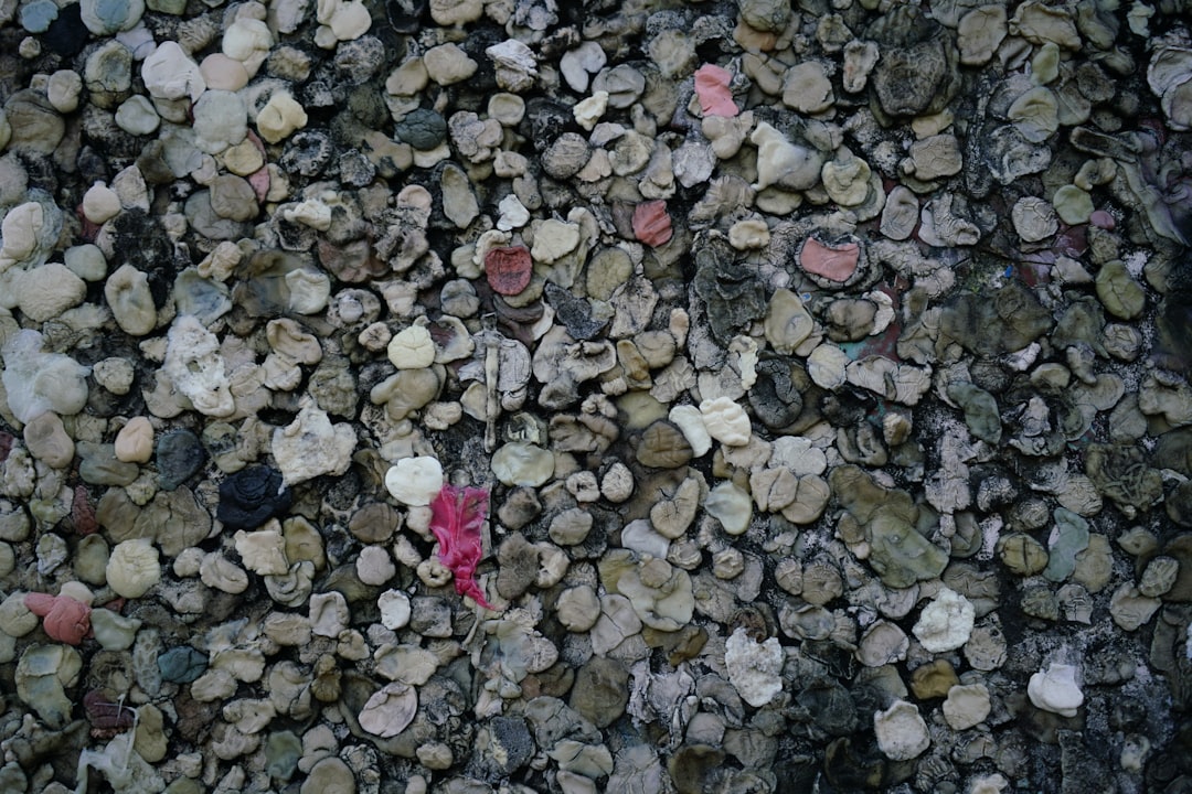 Gum