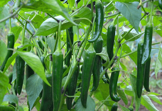 고추밭에 푸른 고추들이 주렁주렁 열려있고 푸른 고추잎들도 가득하다. 고추들은 크기가 길고 크며 표면이 매끄럽다.