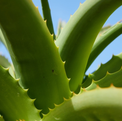 마데카솔-겔-파는곳