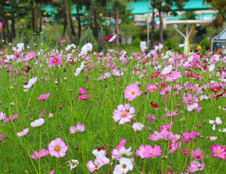 하늘하늘 코스모스 꽃밭과 인생샷 포토존