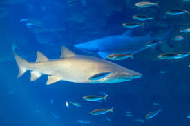 λ‘―λ°μλ μμΏ μ리μ