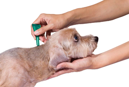 벼룩·참진드기 예방은 예방약이다.