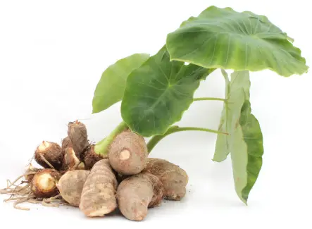 토란 효능 및 부작용&amp;#44; 먹을때 주의점