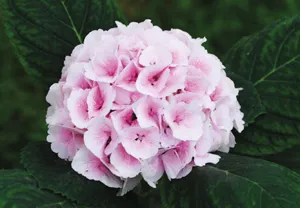 8월에 피는 꽃 이름 종류별 특징 정리 보기_1