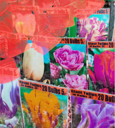 바이레도향수-라튤립