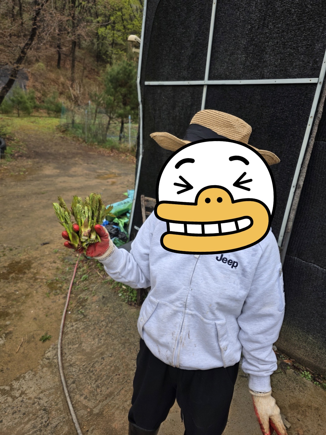 제가 작년에도 두릅을 따서 장아찌를 담갔습니다.
