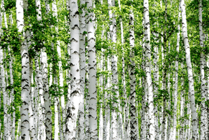 자일리톨효능17