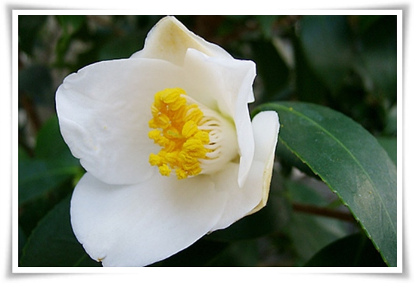 "동백꽃" 겨울의 끝 봄의 우아함을 담은 붉은 보석!