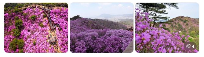 강화 고려산 진달래 – 수도권 진달래 명소