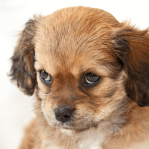 째려보는 강아지 모습