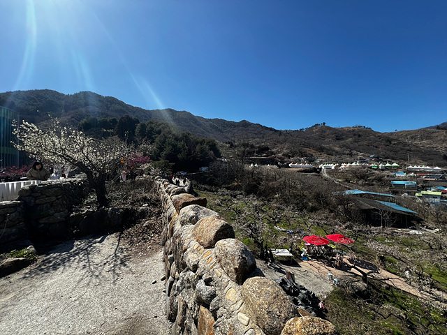 24년 광양 매화 축제 일정 요금 주차