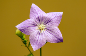 2024년 전국 수목원 정원 스탬프 투어 아름다운 동행