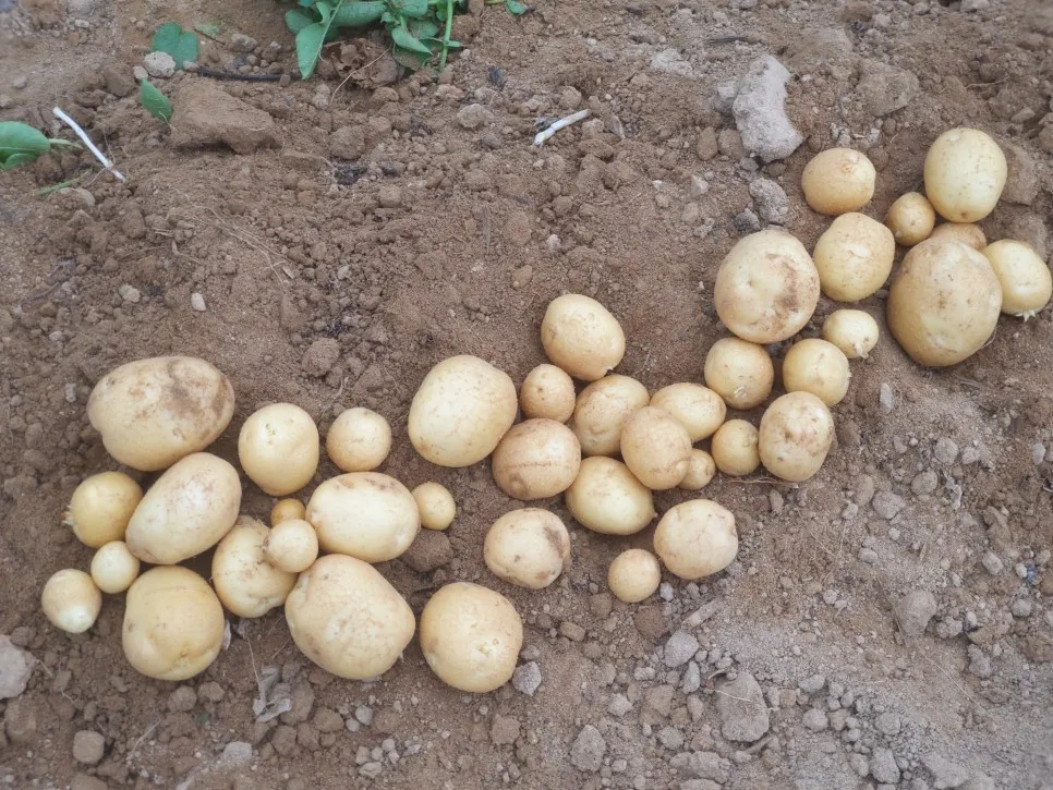 가을감자 심는시기 파종시기와 재배법_6