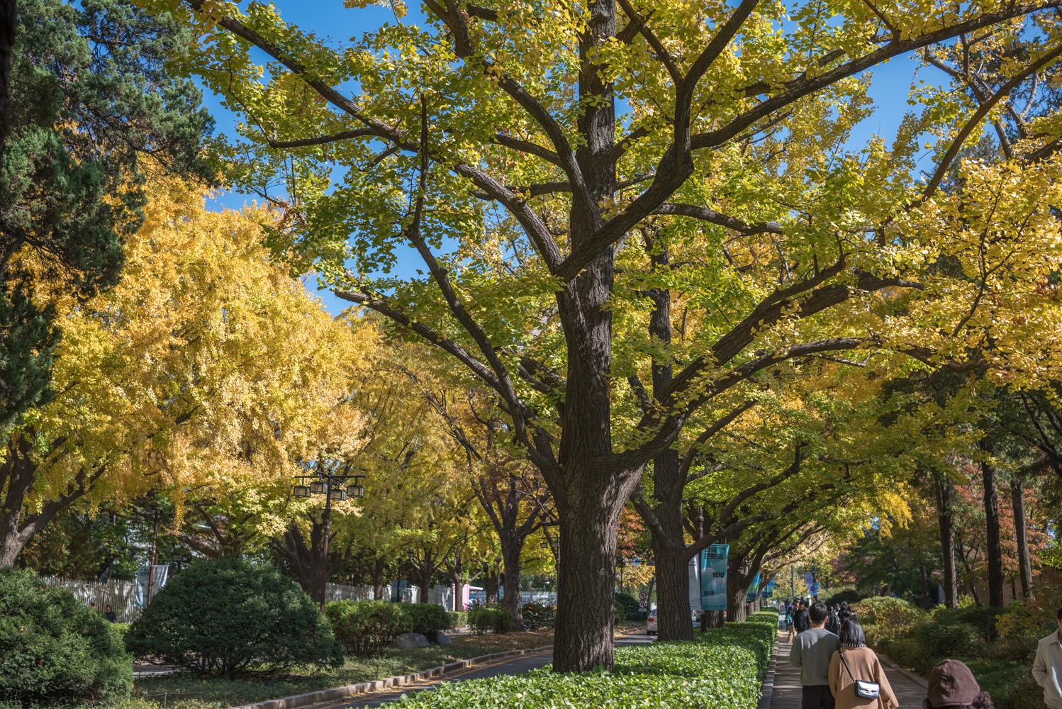 은행 단풍 맛집 경복궁 돌담길
