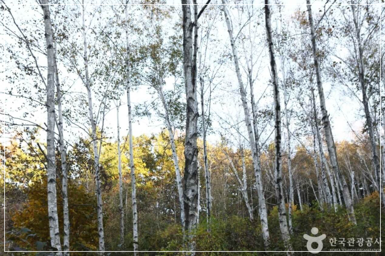 양평 가볼만한곳 베스트10 서후리숲