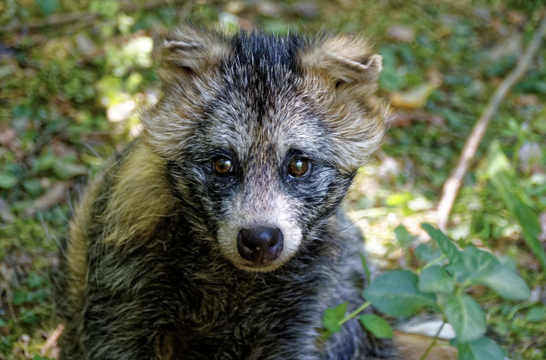 일본의 ‘타누키의 날’ – 요괴에서 마스코트로, 귀여운 민담의 진화