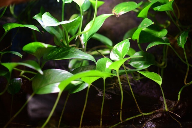 테라리움 키트와 식물 선택 가이드