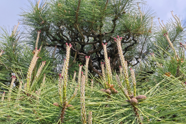 곰솔 (Pinus thunbergii) – 짙은 녹색의 바늘잎이 밀집된 가지와 길쭉한 솔방울을 가진 교목. 거친 질감의 검은색 수피가 돋보이며, 바닷가 환경에 적응한 강인한 형태.