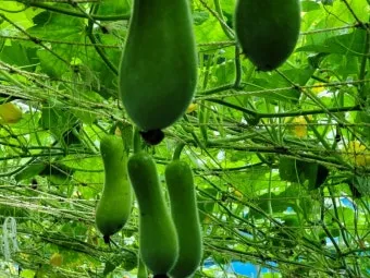 박 재배 직파 심기 순 따기 말림 보관_3