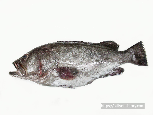 조피볼락이 몸에 좋은 이유