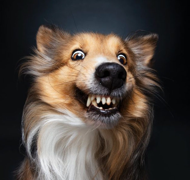 반려견의 이상행동과 심리상태 이해하기 사진