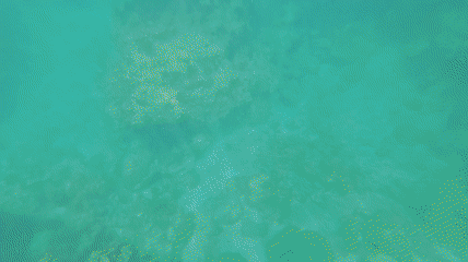 푸켓 스노클링, 피피섬 마야섬 몽키 비치 카이섬 투어 리뷰 코스 가격