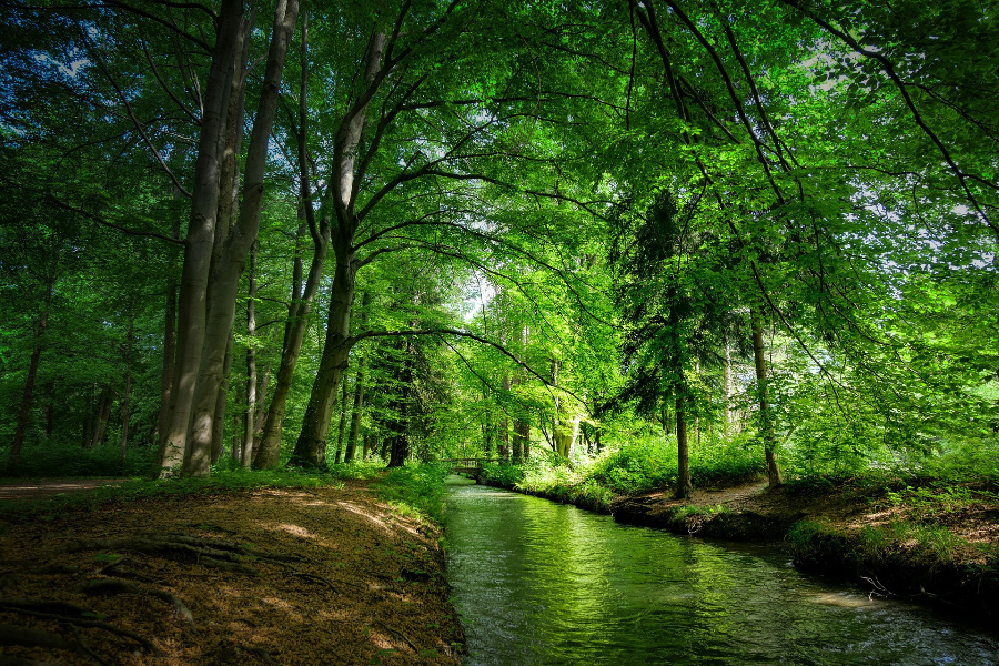 초록색의 나뭇잎이 울창하게 달려있는 나무들이 우거진 숲속에 냇물이 길게 흐르고 있는 풍경을 찍은 사진