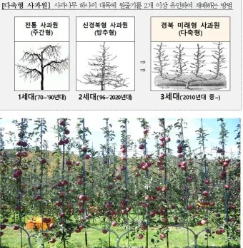 사과 재배 적과 시기 착색 관리 당도 향상_9