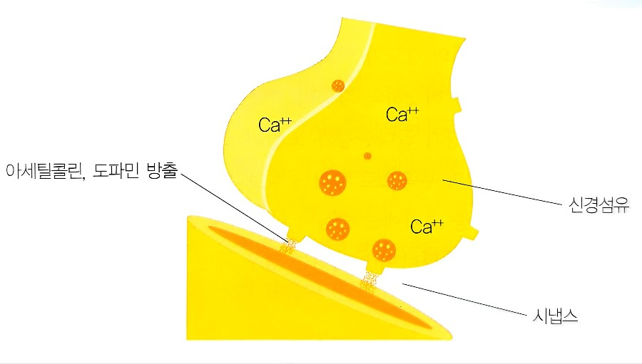 신경전달물질의 방출